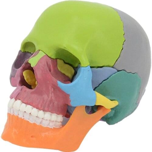 Color skull model medical dental clinic teaching equipment detachable 15 parts skull model