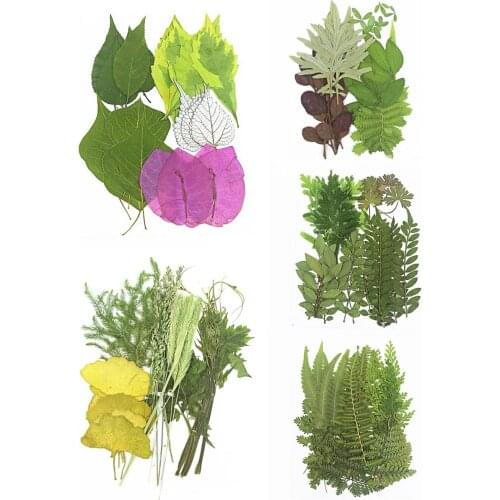 1Set 25pcs Mixed Pressed Dried Leaves Flower Plant Herbarium For Bookmark Prop Jewelry Postcard Invitation Card Phone Case DIY