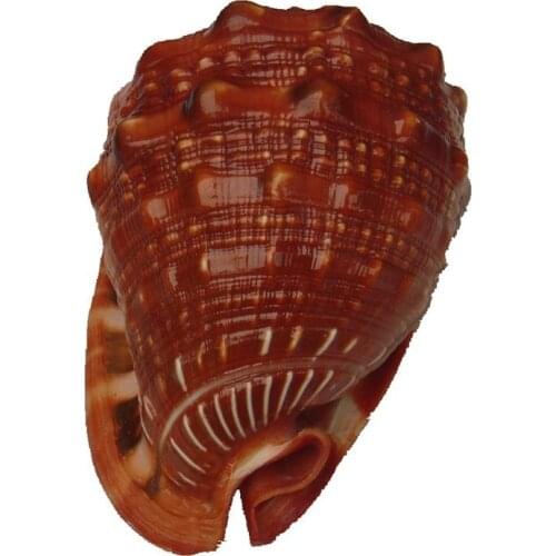 Natural Large Conch Shell Million Treasure Snail Bogut Rack Decoration Home Decoration Fish Tank Landscaping Mediterranean Props