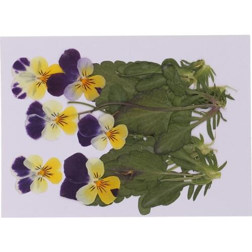12X Pressed Dried Flowers Real Pansy Flower for Arts Crafts Scrapbooking DIY