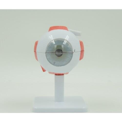 3:1 Human Anatomical Eyeball Dissection Medical Organ Teach Model School Hospital Hi-Q
