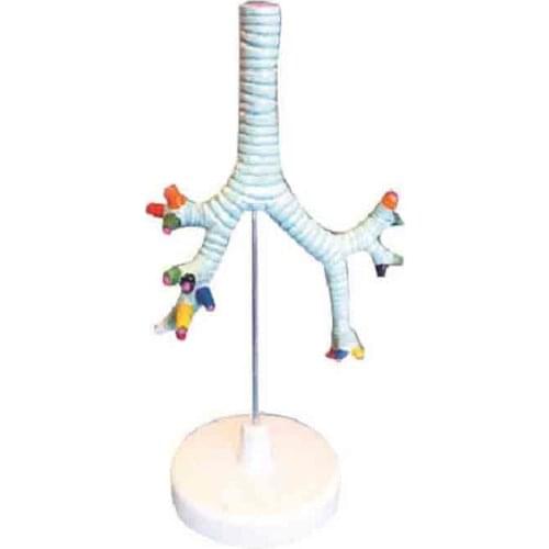 Trachea, bronchus and segmental bronchus