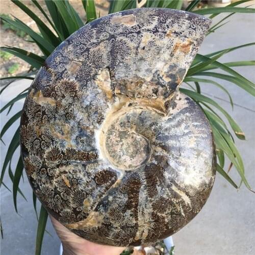 Big size madagascar fossils iridescent ammonite natural stones and minerals specimen