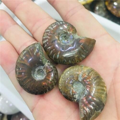 3pc Natural AMMONITE PRETTY NAUTILUS MADAGASCAR FOSSIL SPECIMEN HEALING free shipping 1pc