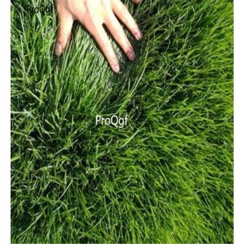 Prodgf 50000Pcs A Set Zoysia japonica
