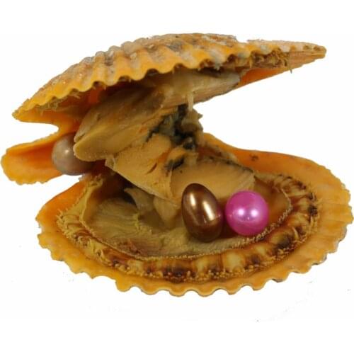 2018 NEW Design 6-7mm Twins Variety Good Of Color Seawater Akoya Rice Pearl Oysters Red Shell Individually Vacuum Pack RR031