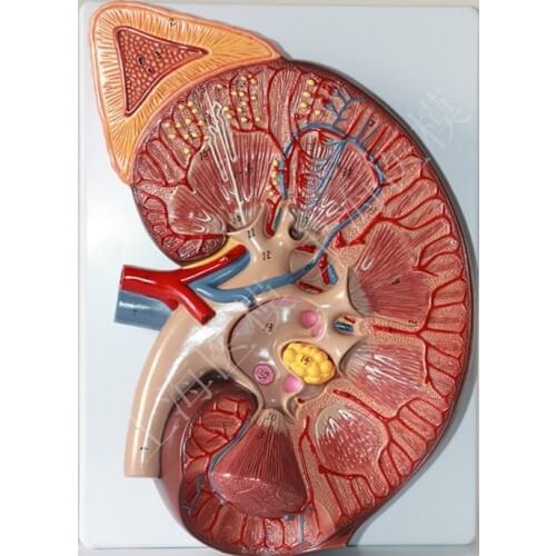 Kidney anatomy model 3X enlarged kidneys adrenal anatomical models Renal structural model