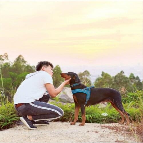 Pet Dog Breast Strap Nylon Reflective Webbing Retractable Dog Leash Harness Harnesses Solid All Seasons Quick Release