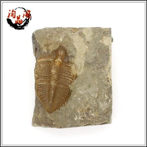 100% fine fidelity natural fine crown insect paleontology fossil trilobite animal specimens stone