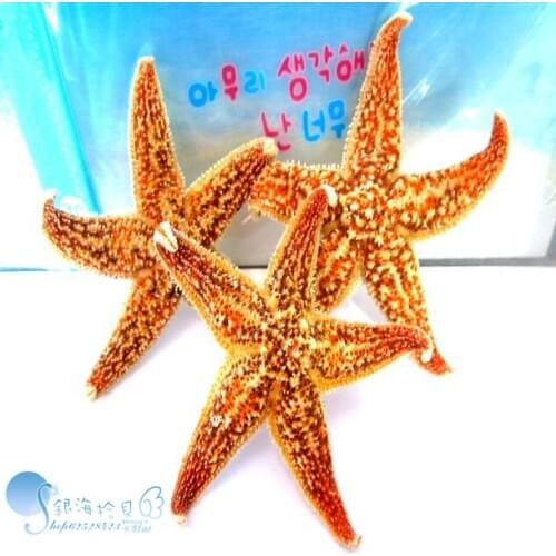 HappyKiss Natural starfish conch shell 10 -13cm sea starfish