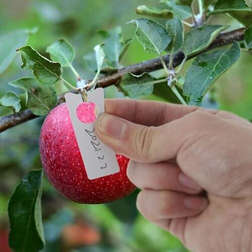 50pcs Garden Plant Hanging Label Tag Waterproof Plastic Seed Name Card Marker Sign Board Multifunction Plant Flower Seeding Tag