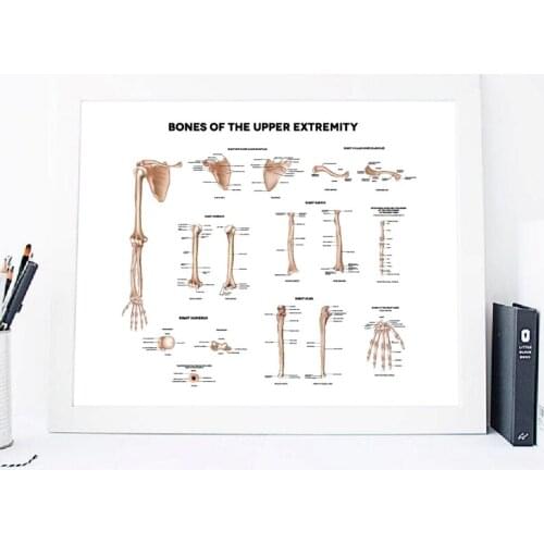 Human Medical illustrations Prints Doctor Office Wall Art Poster Decor Clavicle Scapula Art Canvas Painting Latin Medical Terms