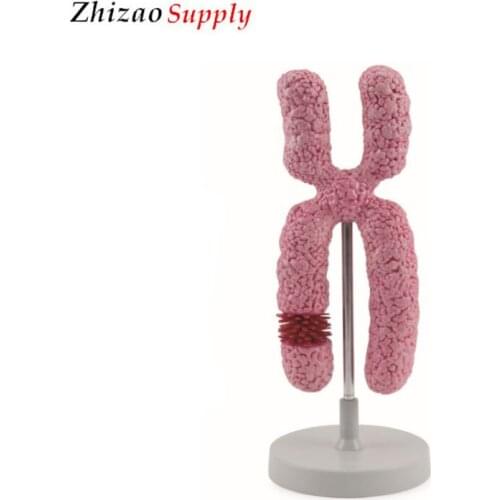 Biological 1000 Times Chromosome Model