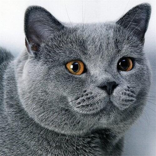 Animal Cat DIY Embroidery Cross Stitch 11CT Kits Needlework Craft Set Cotton Thread Printed Canvas Home Decoration Hot Design