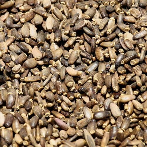Milk Thistle -Silybum 50 g-400 gram Free Shipping