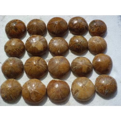 10 NATURAL sea urchin Fossil Ammonite Madagascar