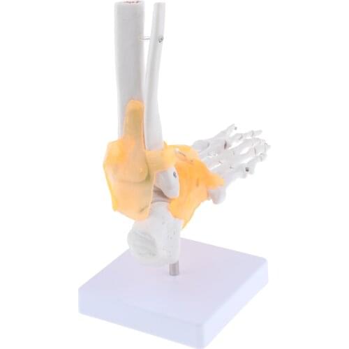 1:1 Lifesize Foot Ankle Bone Joint Model With Ligament&Base