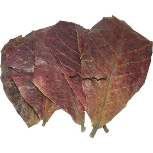 5/25/50pcs Natural Catappa Leaves Almond Leaf Fish Cleaning Treatment Aquarium Tank Drop Shipping