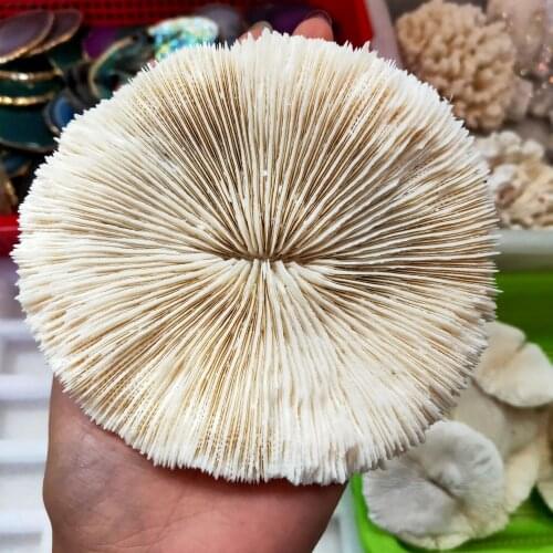 1pcs Natural white crystal coral stone round original stone crystal stone quartz chrysanthemum stone road beautiful
