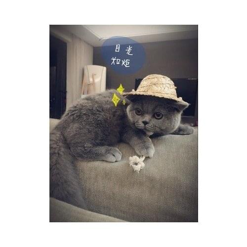 QINGWANG Hats For Dogs