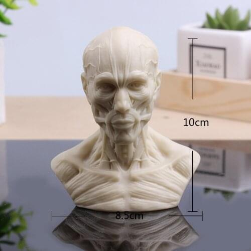 Human head muscle carved ferrite skull model still life painting reference model