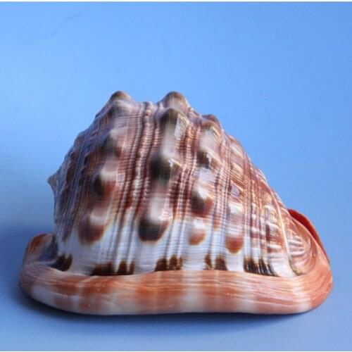 Natural Conch Seashells Wanbao Snails Home Accessories Collection Decoration Gifts Office decoration