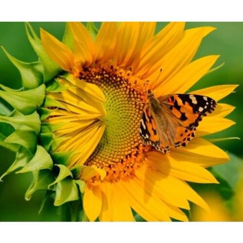 3D Needlework Diy Diamond Painting Diamond Embroidery Square Cross Stitch Kit Sunflower Art Bonsai Sticker Decor Resin inlay