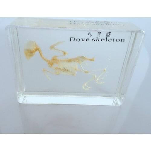 True Dove Animal Bones Skeleton Embedded Specimen Transparent Resin Models Biology Anatomy Teaching Aids
