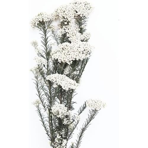 Natural Fresh Preserved Mi Flower,Dried Eternal Flower Party Home room Decoration accessories,Display flowers Fleurs Sechees