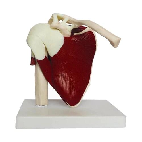 Human skeleton shoulder scapula clavicle muscle model functional joint medical ligament teaching aid