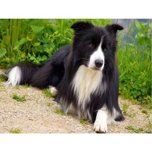 5D Diy Diamond Painting Border collie dog Diamond Embroidery Cross Stitch mosaic Rhinestone Painting 3d Diamond mazayka L242