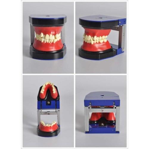 Dental Study Orthodontic Teeth Model Dental Typodont M8017 Dental Education Orthodontic Practice Teeth Model Dental Study Model