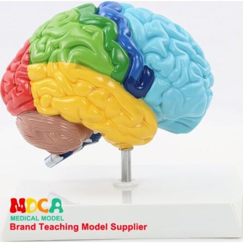 Human 1:1 Right Hemisphere Functional Area Anatomy Human Brain Model Medicine Teaching MDN006