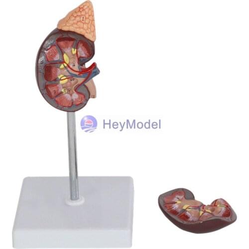 HeyModel Kidney model Kidney with adrenal model