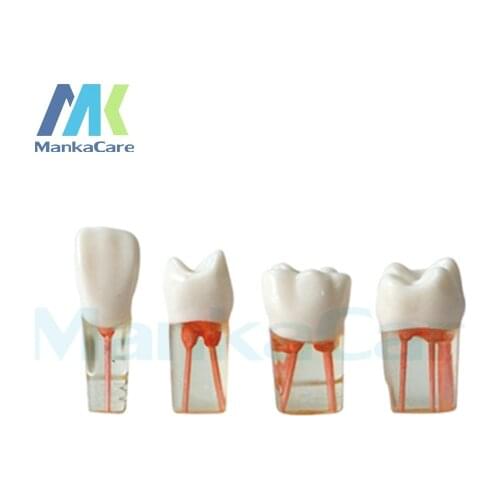 4 Pcs Dental Canal Teeth with transparent root Dental root canal teeth mode dental lab for dentist dental instrument dental lab