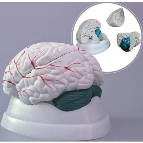 Brain model human brain structure anatomical model brainstem brain cerebellum structure teaching mold medical stereo