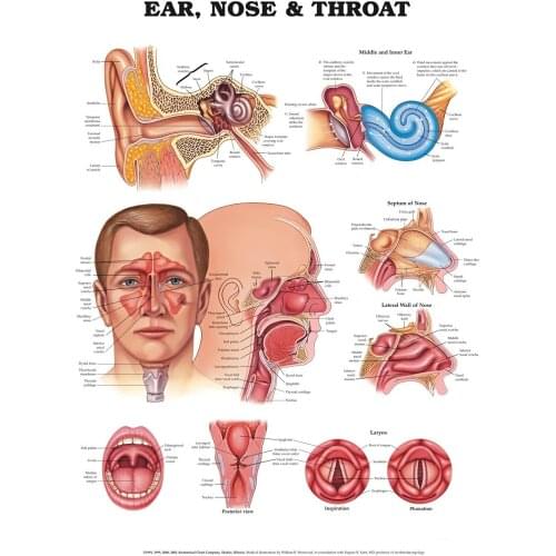 NEW ANATOMY OF THE EARS NOSE & THROAT DIAGRAM CHART Art Film Print Silk Poster Home Wall Decor 24x36inch