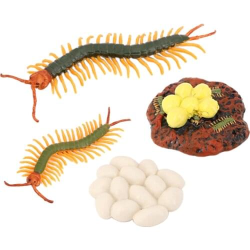 4Pcs Nature Centipede Toy Animal Life Growth Cycle Teaching Aids Realistic