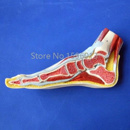 Anatomical Foot Model, Median Sagittal Section of Foot Model, Foot midsagittal plane model