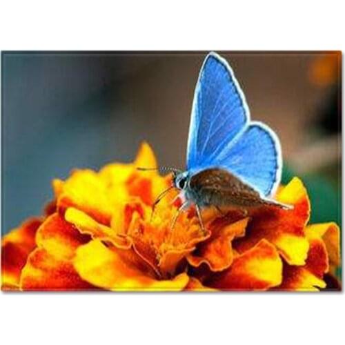 Dream Butterfly 3D Printing Carpets For Living Room Bedroom Area Rugs Bathroom Kitchen Home Doormat Floor Hallway Anti-Slip Mats