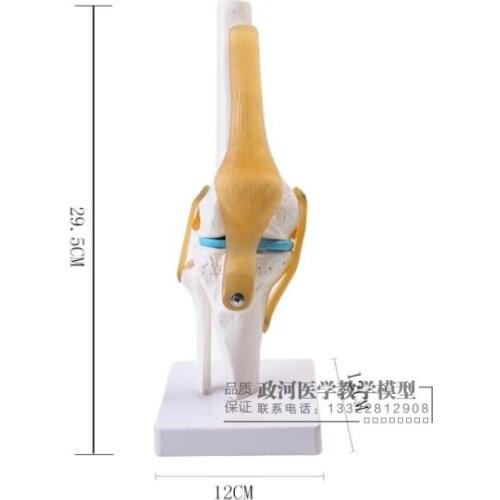 Human knee joint function model Joint skeleton with ligament medical teaching model