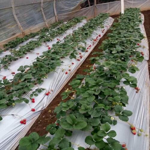 30m 0.02mm PE Mulch Silver Black Plastic Mulch Agriculture Ground Cover Film Frost Protection Keep Warm Greenhouse Weed Control