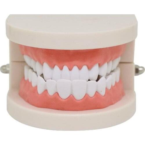 Dental Teaching Teeth Model Standard Dental Teaching Study Demonstration Tool for Oral Medical Education Teeth Model