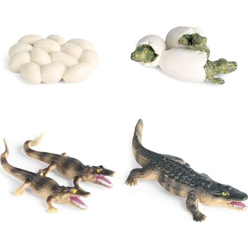 Children Educational Simulation Animals Goose Growth Cycle Model Toy Popular Science Decoration Gift