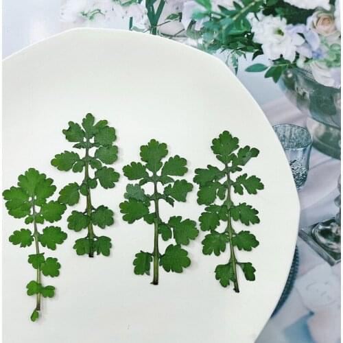 120pcs Pressed Dried Chelidonium Majus Leaf Flower Herbarium For Epoxy Resin Jewelry Making Bookmark Face Makeup Nail Art Craft