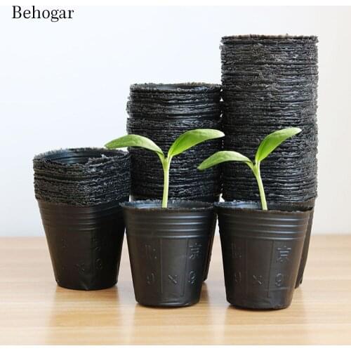 Behogar Flower Seeds