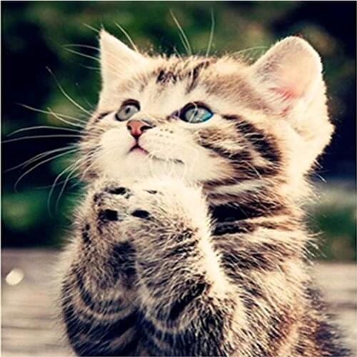 5D diamond painting full diamond new creative animal cat diamond embroidery decoration home decoration