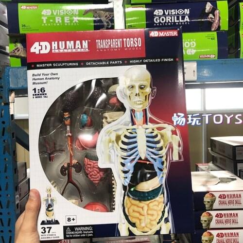 4D MASTER 8 Inches Transparent Torso Anatomy Model Educational Toy DIY Gift School Teaching Tool Demonstration Human Body