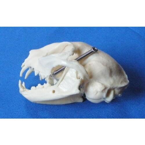 Cat skull skeleton model animal skulls skeleton model veterinary teaching model