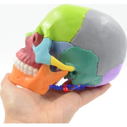Detachable Anatomical Model Skull Medical Teaching Tool Color Skull 4D Disassembled 15PCS/Set PNATOMY Educational Model